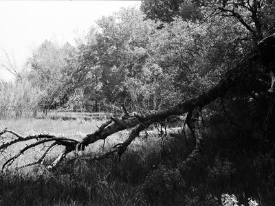 My First Roll with a Voigtländer Bessa I