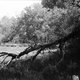 My First Roll with a Voigtländer Bessa I