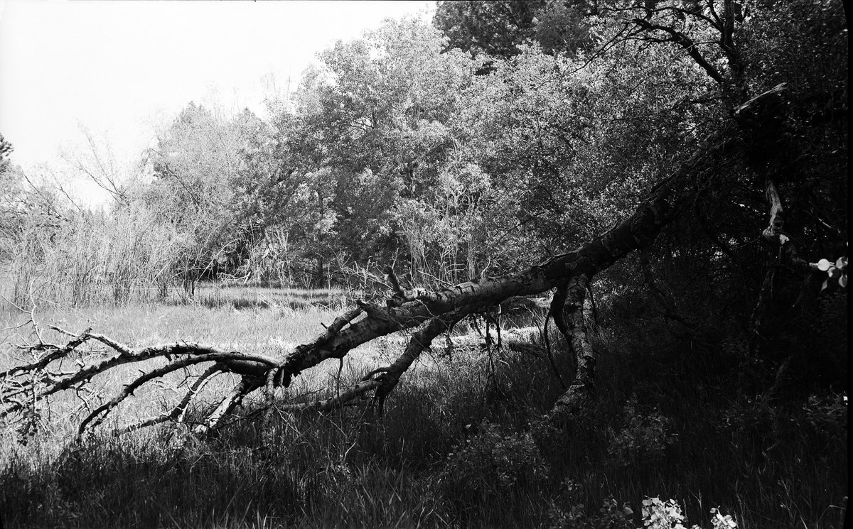 My First Roll with a Voigtländer Bessa I