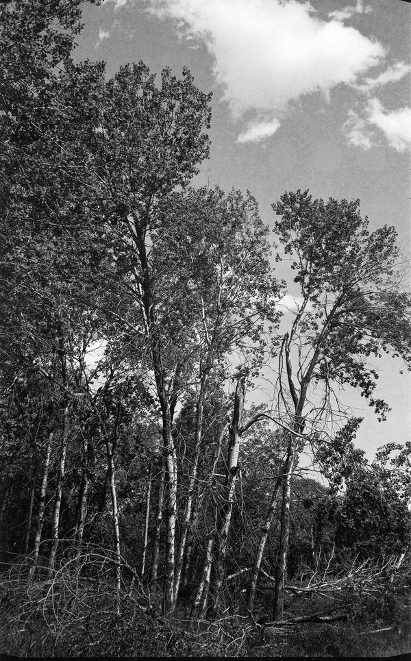 Voigtländer Bessa I Test Exp. 5 - Metered with a Sekonic L-398, focus with the aid of the Ideal Rangefinder.