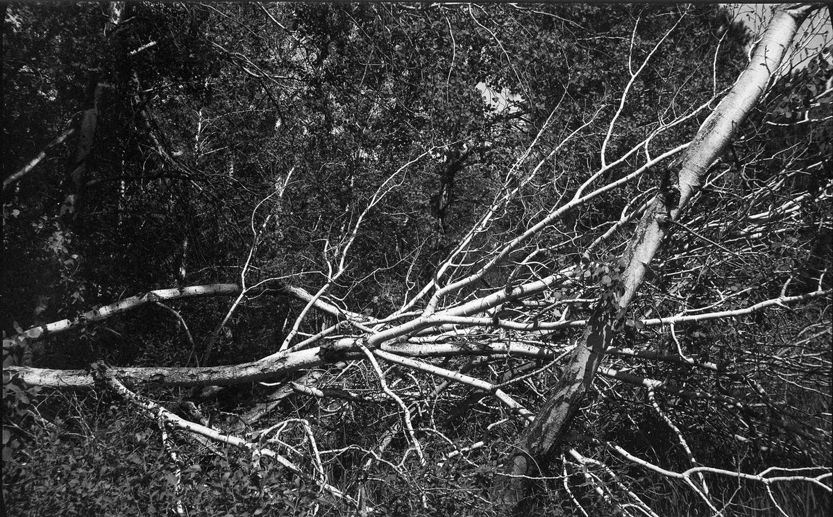 Voigtländer Bessa I Test Exp. 6
